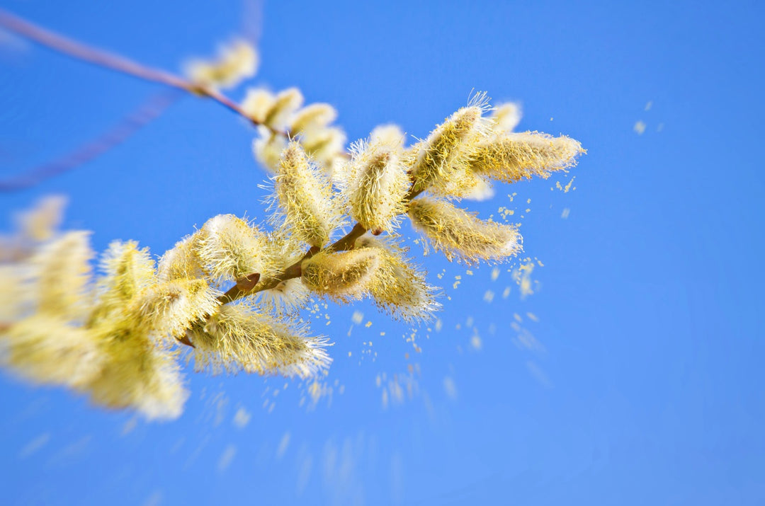 Mastering Seasonal Allergies: Identifying Triggers and Discovering Relief